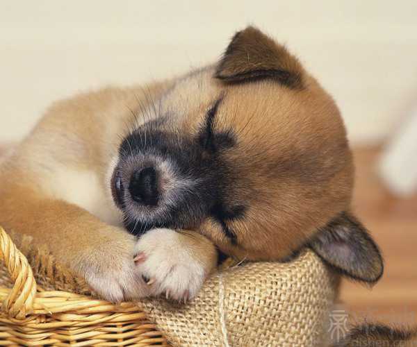 梦见参加婚礼吃喜宴 是不是预示着什么好事发生