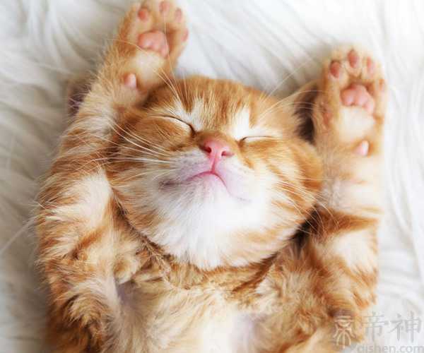 梦见赖蛤蟆是什么意思 可能预示着将要不好事情发生