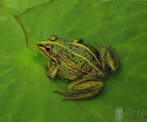 梦见大青蛙是什么意思 是吉兆还是凶兆