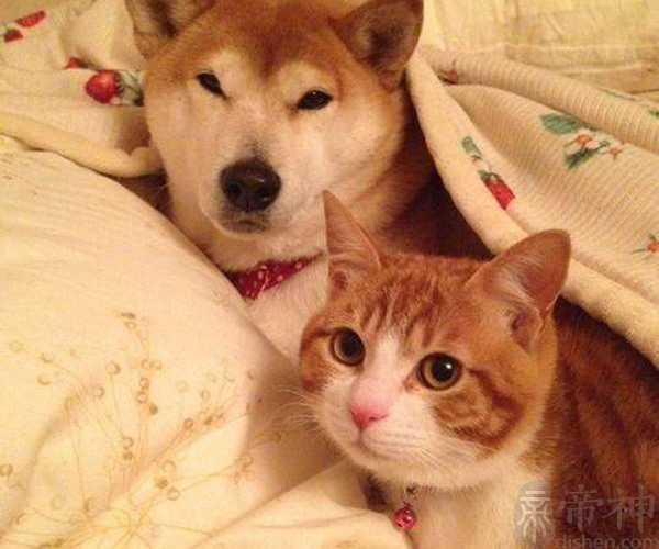 梦见出殡队伍和棺材 表明最近你运势大好