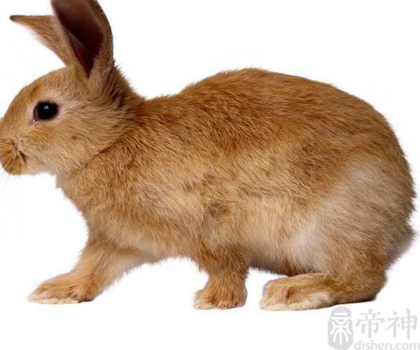 梦见吃兔子肉是什么意思 可能预示着夫妻要吵架