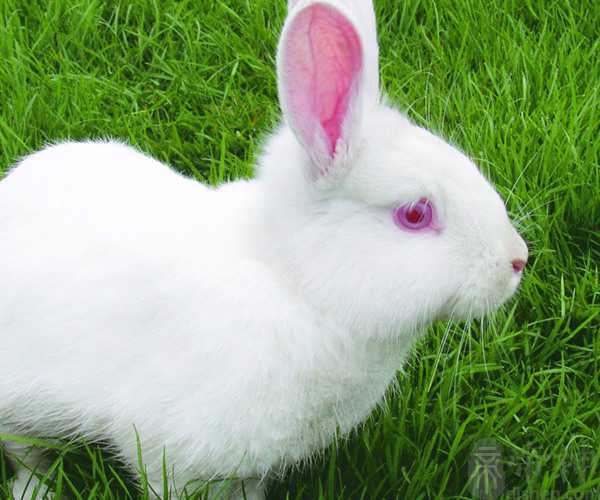 梦见打兔子是什么意思 好不好预示着什么