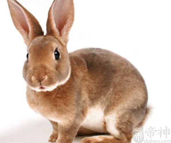 梦见黑兔子是什么意思 可能预示着工作和情感会不顺