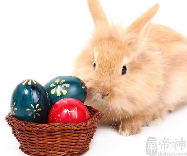 梦见刚出生的兔子死了 需要预防疾病的发生