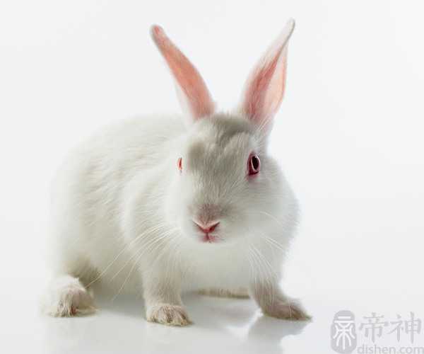 梦见喂兔子是什么意思 此时我们应该注意什么