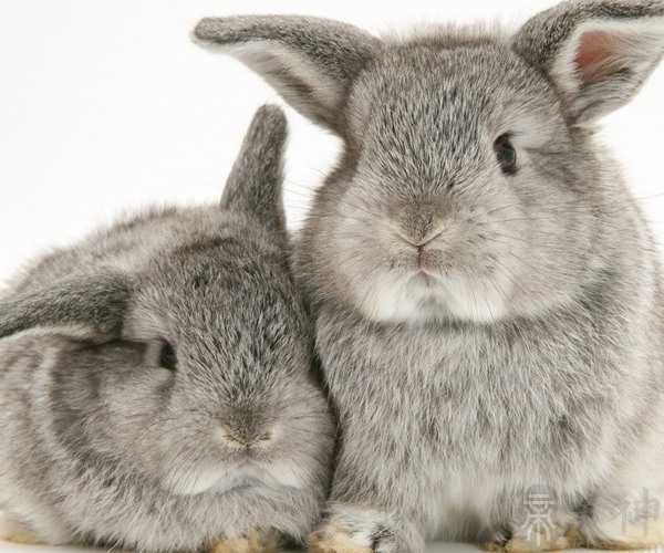 梦见养兔子是什么意思 此时我们应该谨言慎行