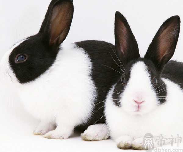 梦到白兔子是什么意思 预示你的社交方式出现问题