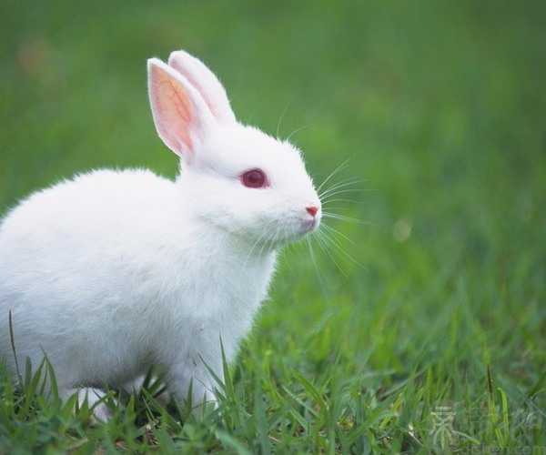 梦到抓一只白色的兔子 可能预示着将与友人重逢