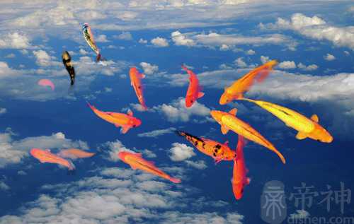 梦见鱼在天上飞 近期有很多致富的机会