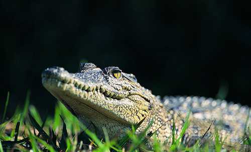 梦见鳄鱼是什么意思 内心深处存在某种恐惧感