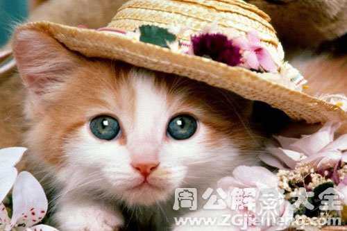 梦见猫变成小女孩