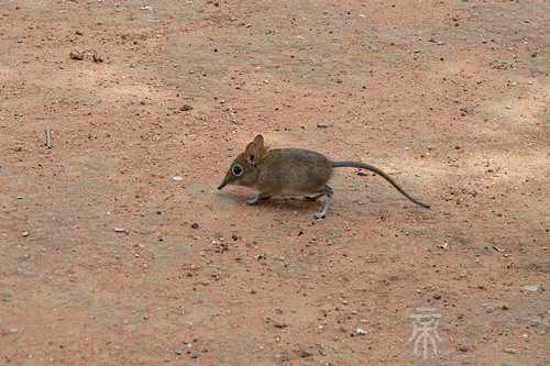 梦见爸爸吃老鼠