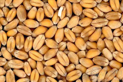 梦见爸爸收麦子