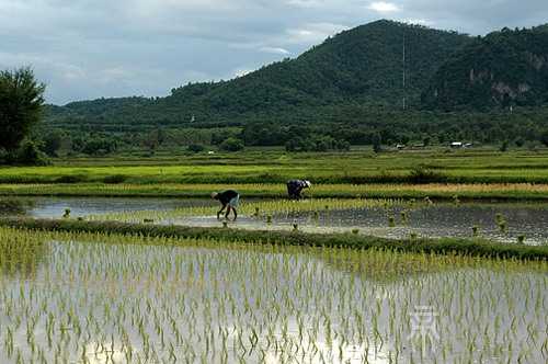梦见爸爸在插秧