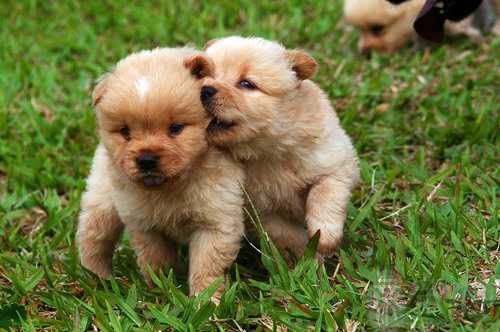 梦见爸爸带狗出去睡