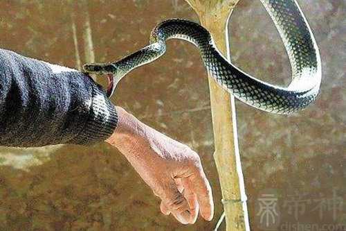 梦见孕妇梦见小黑蛇