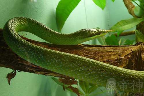 梦见大蛇被爸爸砍了