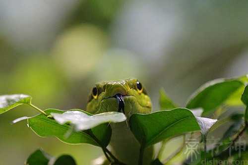 孕妇梦见绿色的蛇