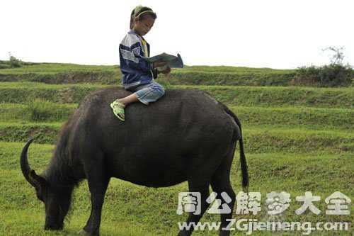 怀孕梦见放牛