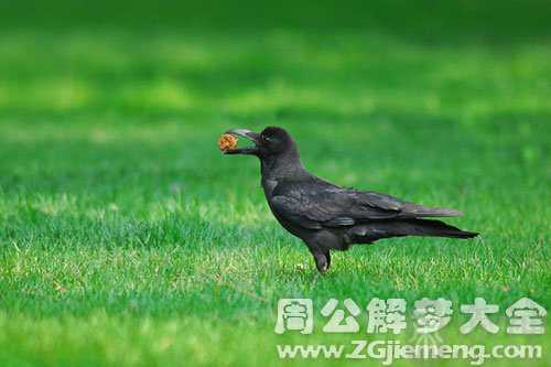 孕妇梦见大黑鸟