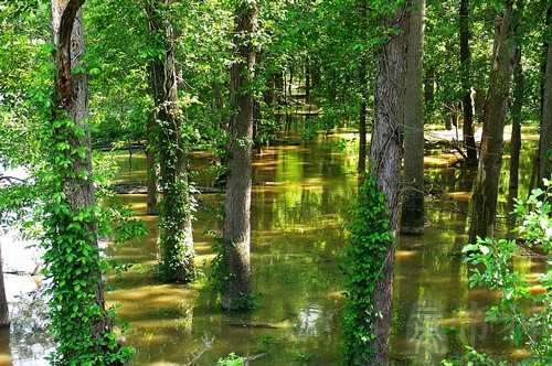 梦见爸爸差点被淹死