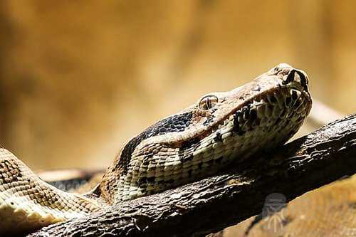 梦见孕妇梦见蟒蛇