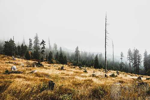 梦见爸爸跟叔叔砍树根