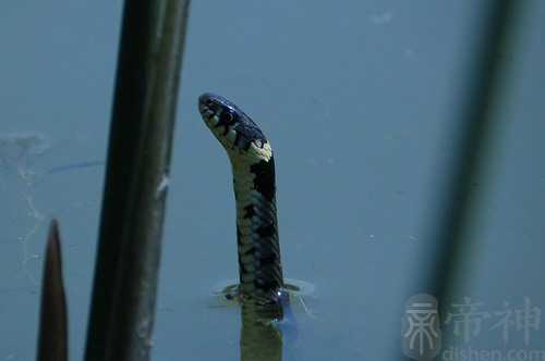 梦见大水蛇与爸爸搏斗