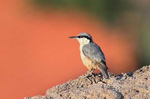 梦见爸爸倒在泥水里