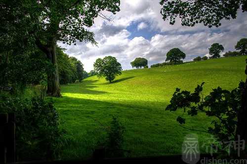 梦见爸爸妈妈种树