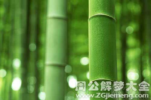 梦见很多竹子