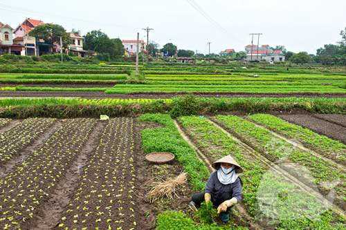 梦见菜地是什么意思