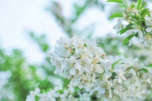 梦见白色花是什么意思