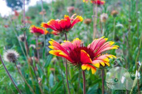 梦见花什么意思