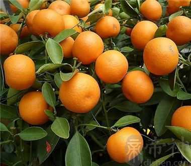 买橘子