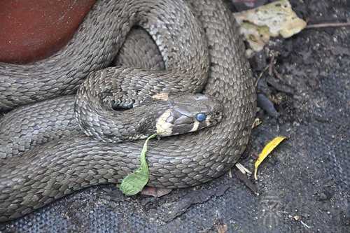 梦见爸爸抓蛇被蛇咬了