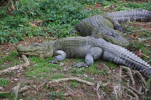 梦见爸爸杀死鳄鱼