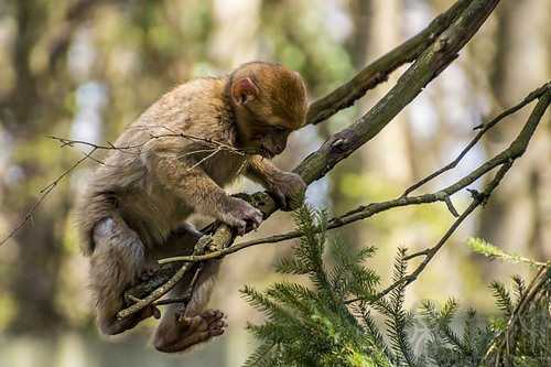 梦见爸爸养了只猴子