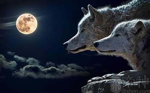 梦见爸爸捉狼回来