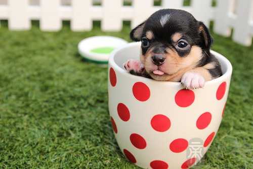 梦见爸爸妈妈和许多狗