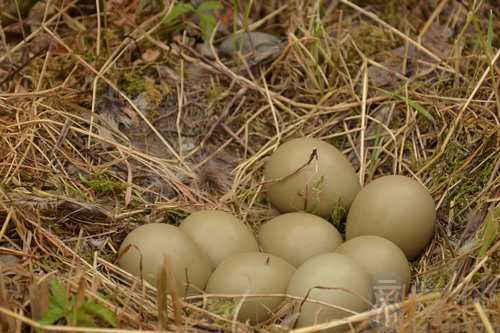 梦见和爸爸一起吃鸡蛋