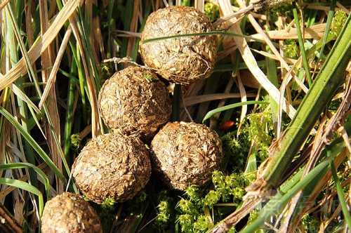 梦见爸爸病重身上有屎