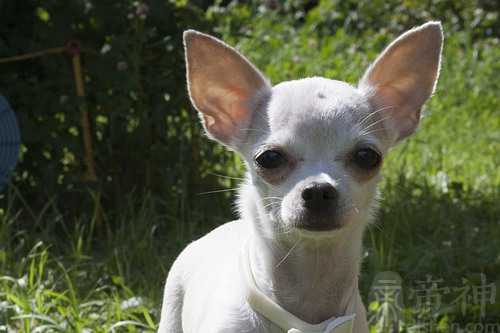 梦见爸爸送我白狗