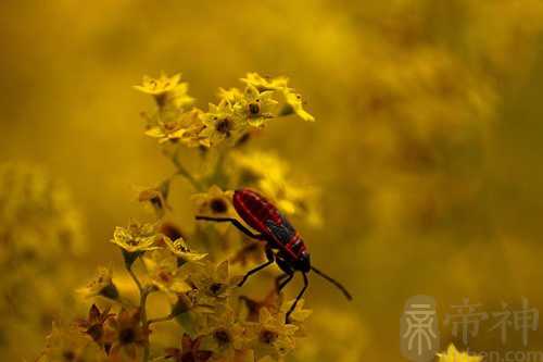 梦见爸爸给我抓虫子