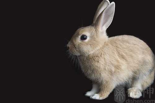 梦见爸爸捉了一只兔子