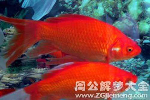 孕妇梦见很多鲫鱼