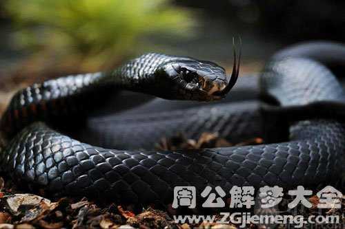 孕妇梦见黑蛇追自己