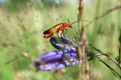 梦见爸爸拉了好多蛔虫