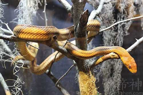 梦见以死去的爸爸杀蛇