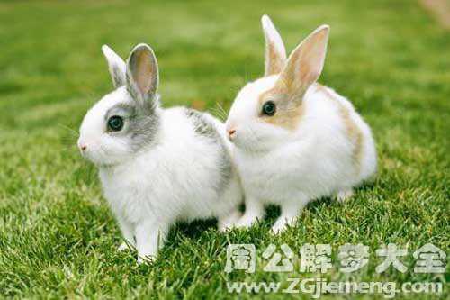 孕妇梦见生兔子
